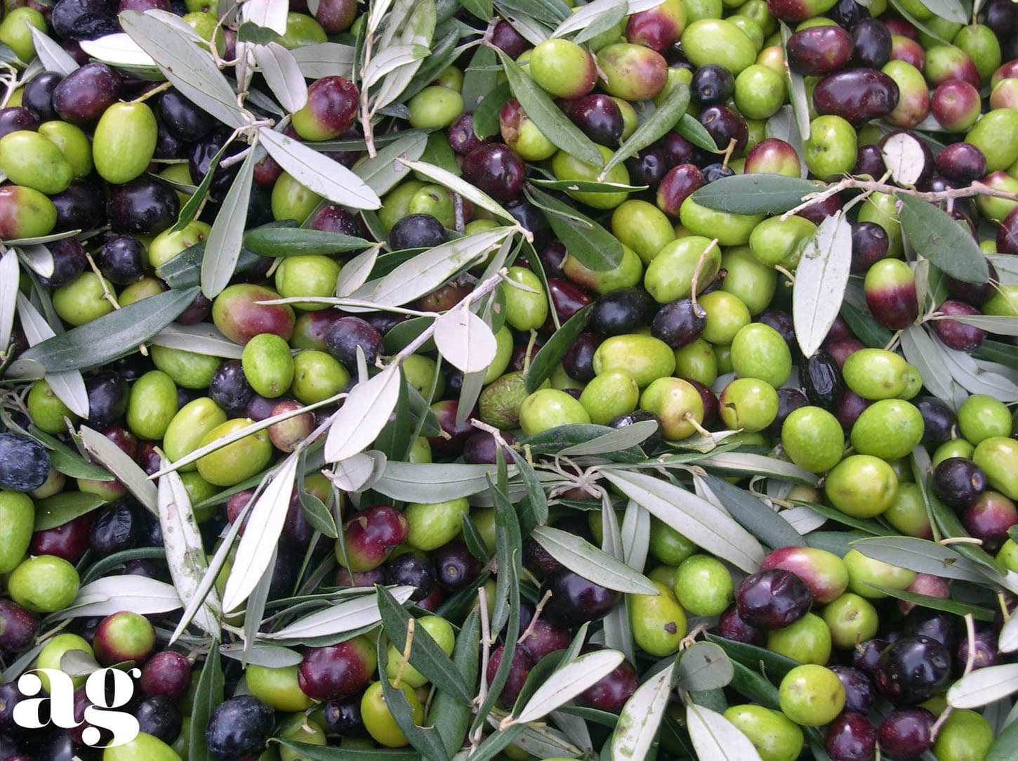 Alexina Gold olives